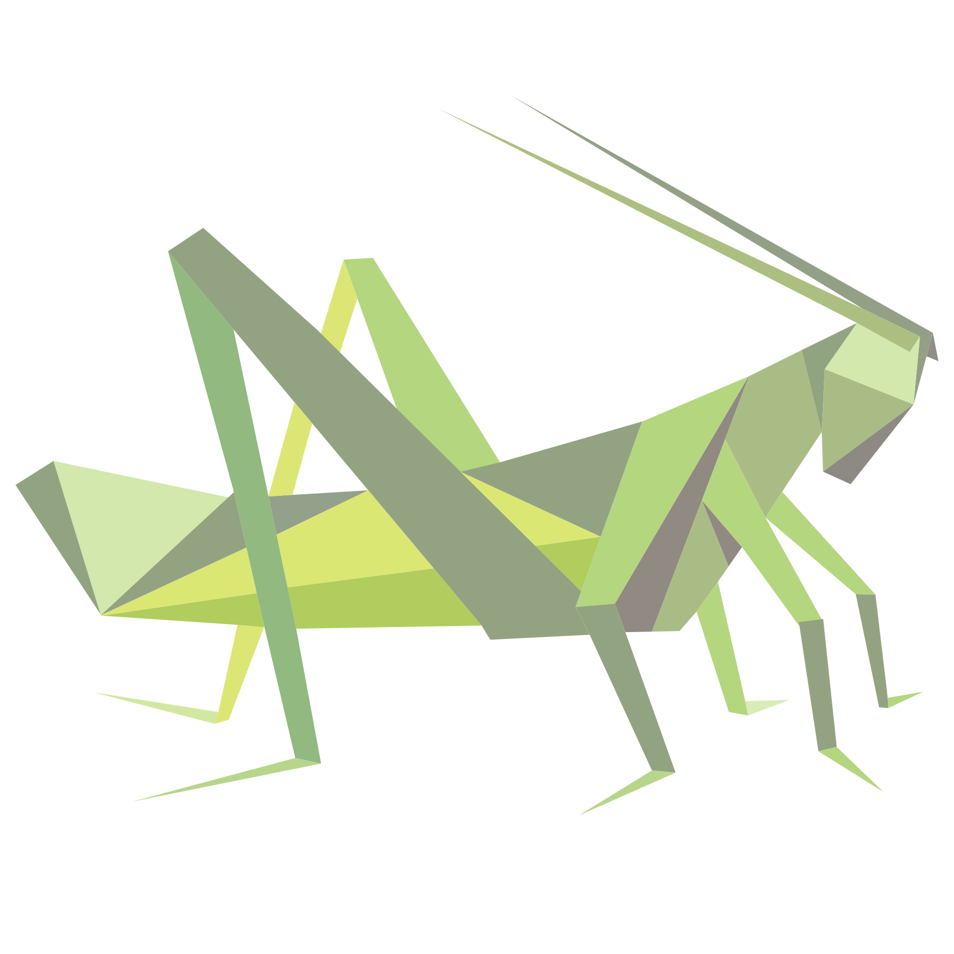 Grasshopper